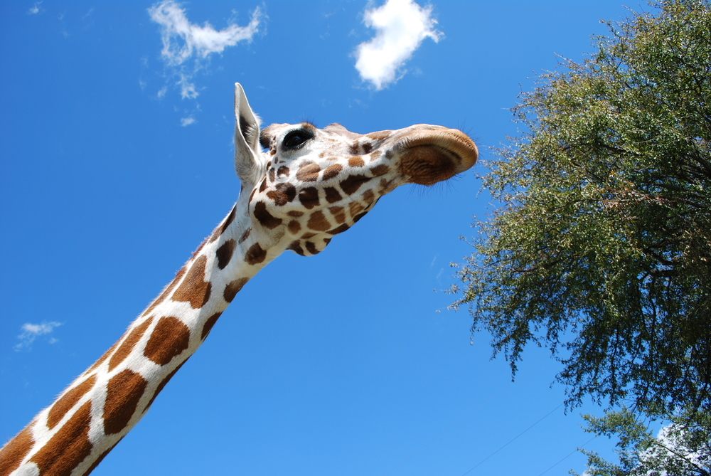 giraffe neck 7 bones