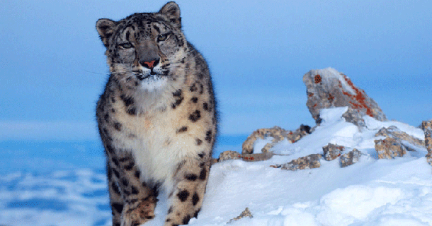 snow leopard himachal pradesh