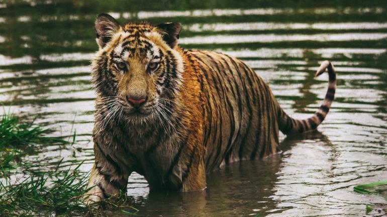 Bengal tiger in West Bengal